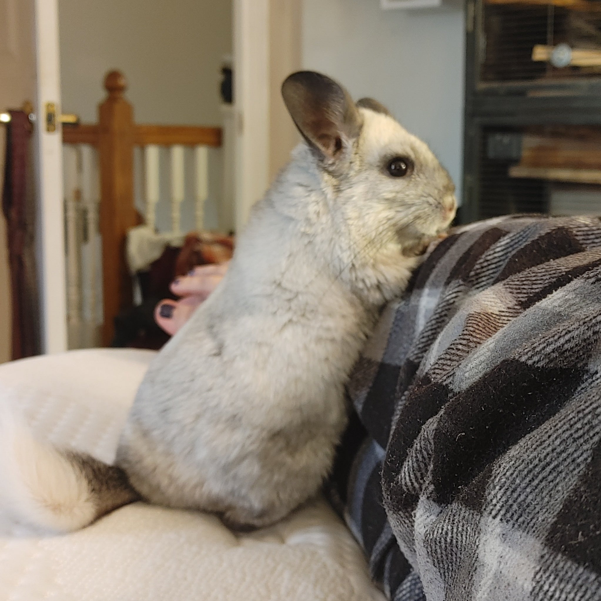Honoring the Sweet Soul of Nia Elysium, a Beloved Chinchilla