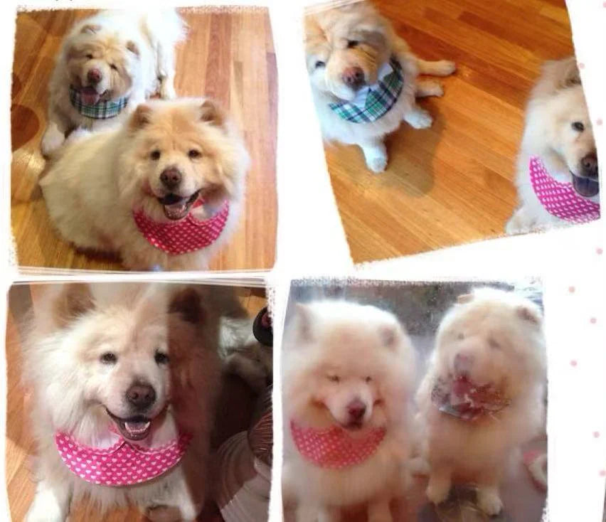 Living with Loss: Navigating Grief and Finding Hope